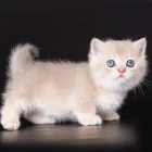 Photo #2. Complaint-review: FELINES4Us - Moral.