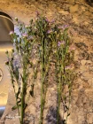 Complaint-review: Fromyouflowers.com - Frozen flowers